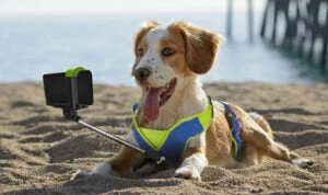 Best Diwali Gifts for Pets Lover Girlfriend in 2023