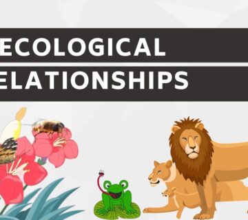 Ecological Relationship